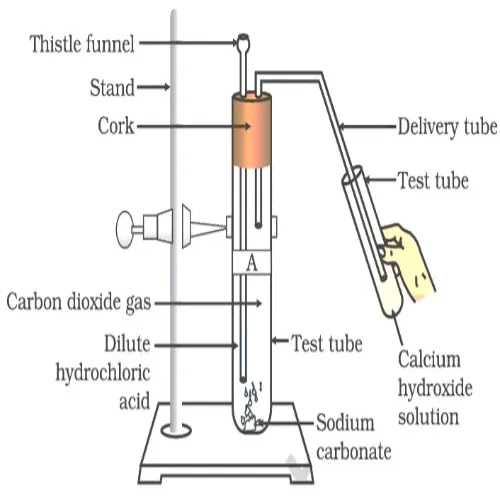 diagram Activity 2.5 Class 10 Science diagram Activity 2.5 Class 10 Science